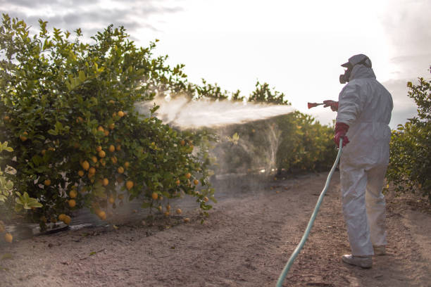 Best Pest Control Near Me  in Bellflower, CA