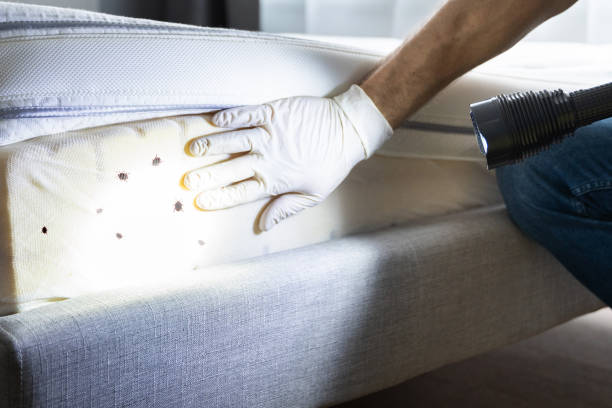 Best Wildlife Control Services  in Bellflower, CA